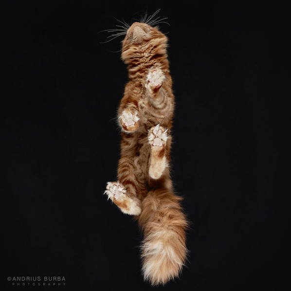 摄影师痴迷猫爪 从下往上拍摄猫咪尴尬瞬间