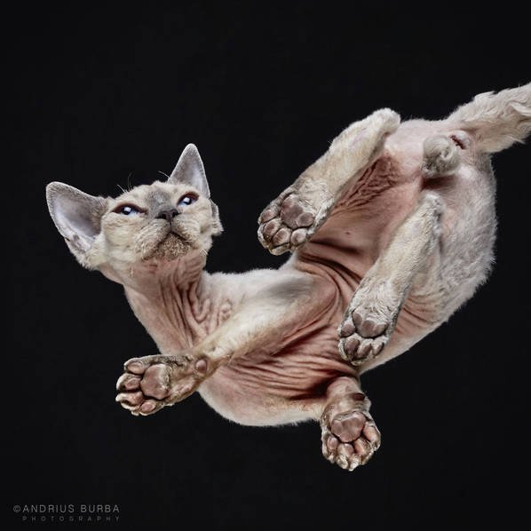摄影师痴迷猫爪 从下往上拍摄猫咪尴尬瞬间