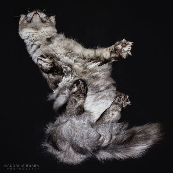 摄影师痴迷猫爪 从下往上拍摄猫咪尴尬瞬间