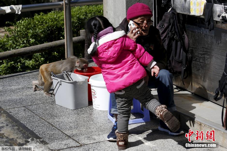 香港公园猴子结伴晒太阳 遍及马路旁若无人