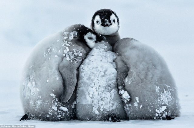 南极帝企鹅宝宝抵御暴风雪画面