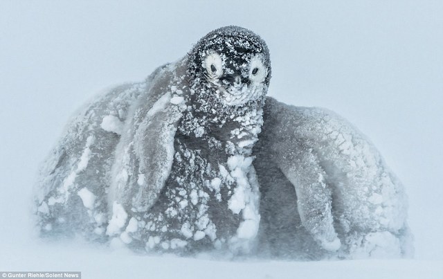 南极帝企鹅宝宝抵御暴风雪画面