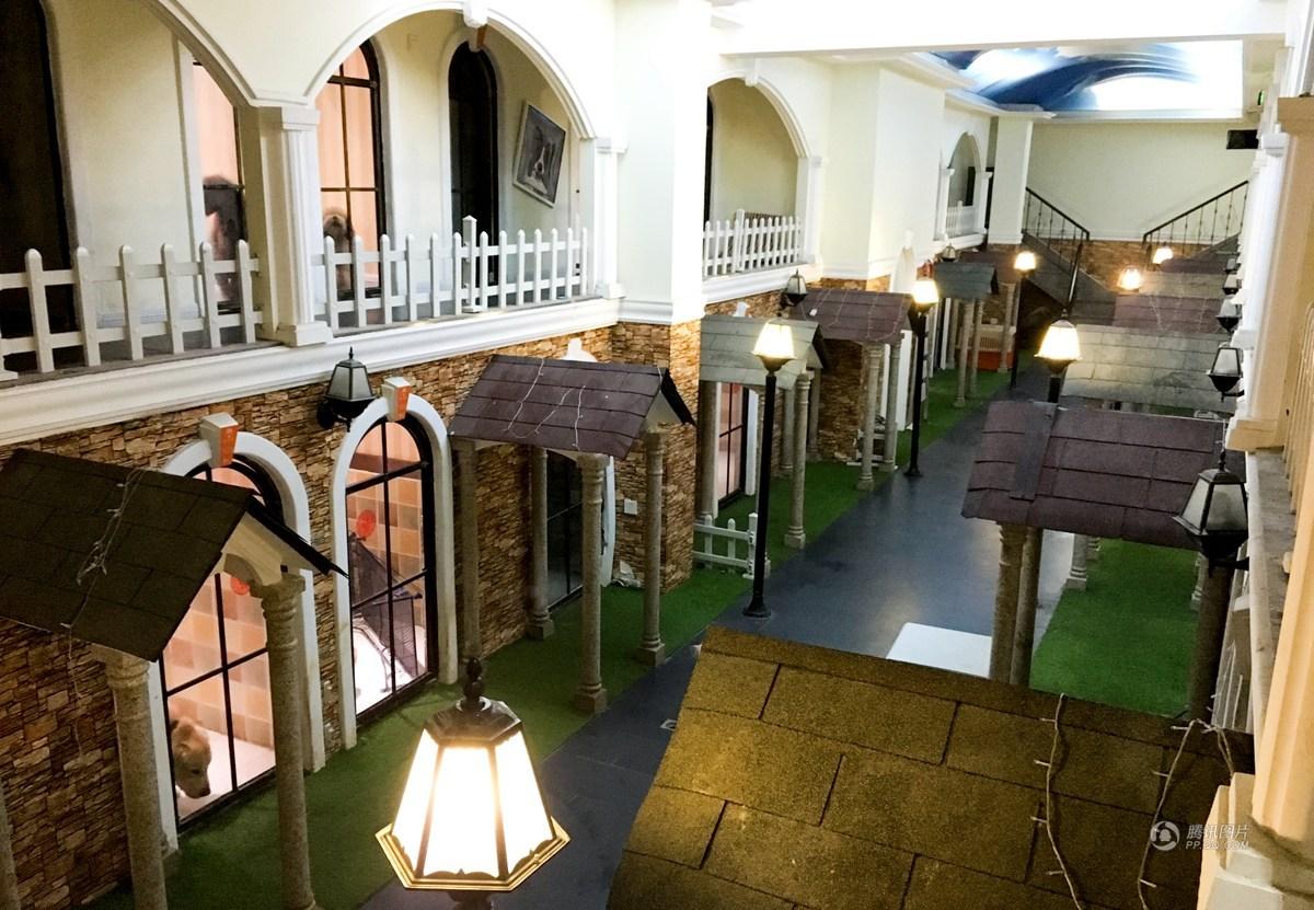 成都宠物酒店春节寄养150元一天供不应求[1]- 中国日报网