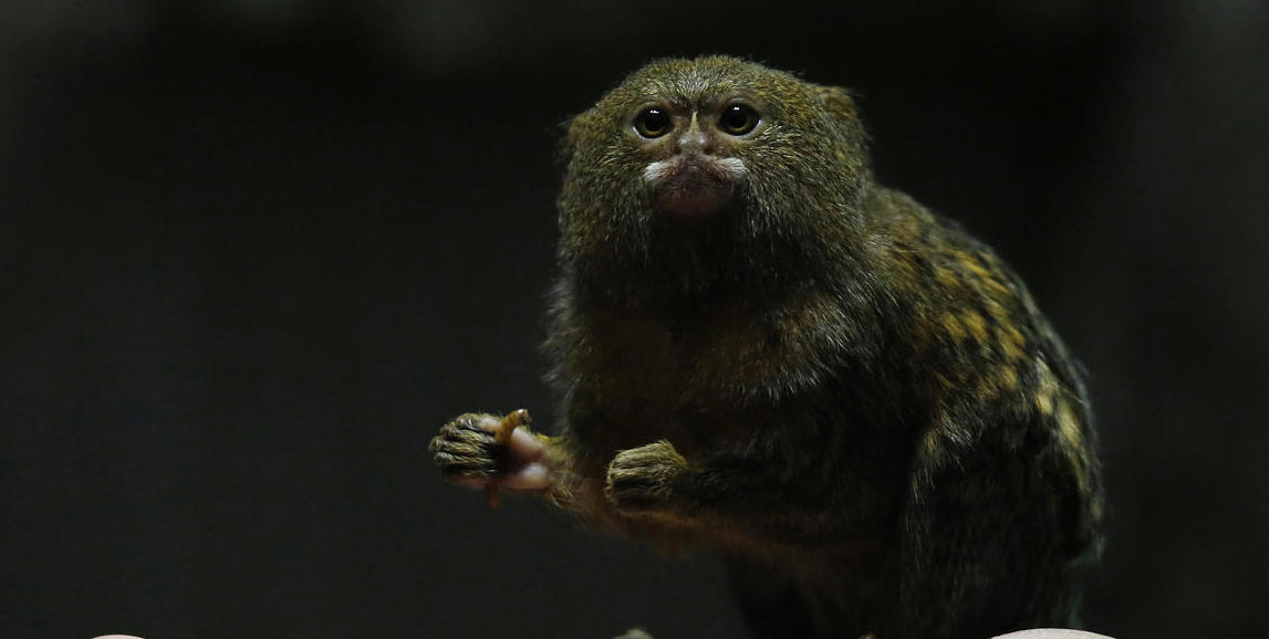 香港展出世界最小猴子 没有手掌大