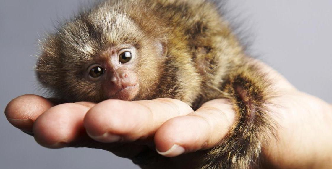 香港展出世界最小猴子 没有手掌大