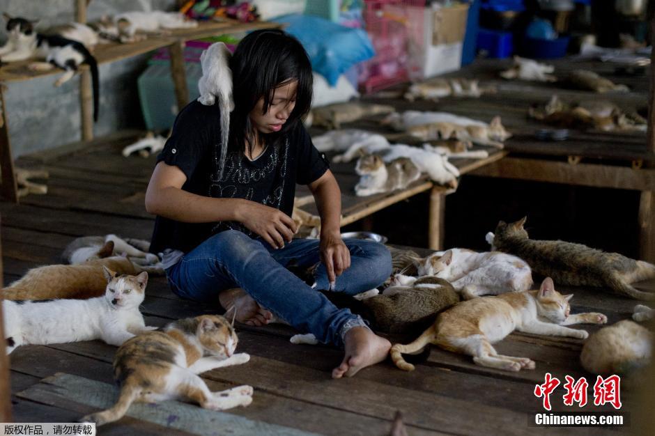 缅甸一流浪猫避难所收留超200只猫