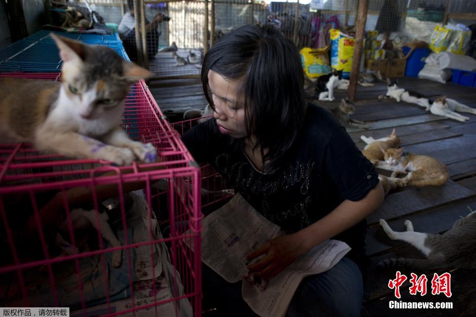 缅甸一流浪猫避难所收留超200只猫