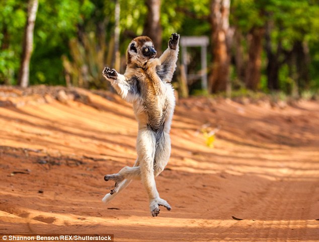 马达加斯加野生狐猴逗趣画面