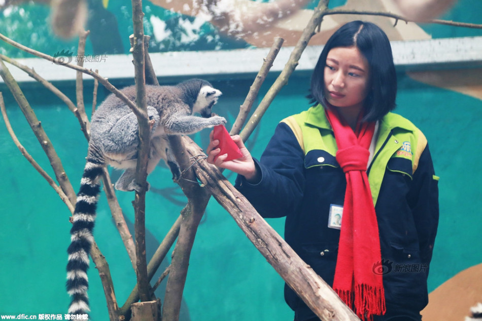 动物园饲养员给猴子发“美食红包”