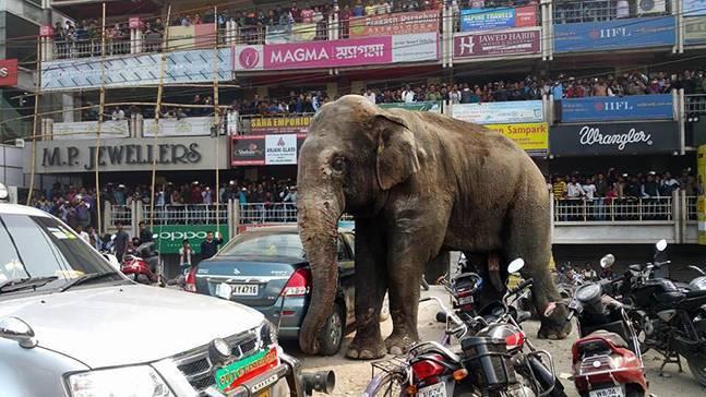 印度野象闯入街头 村民拍照围观