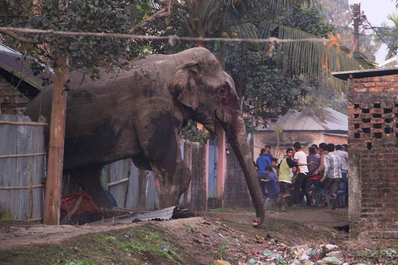 印度野象闯入街头 村民拍照围观
