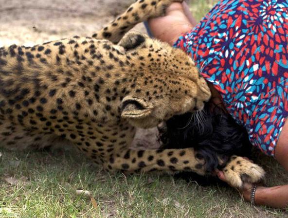 女子解救被猎豹袭击的小孩反遭撕咬