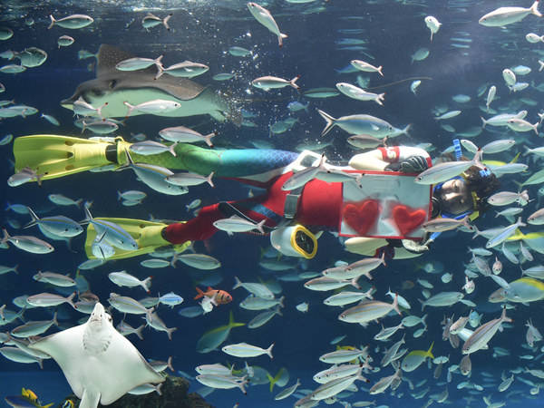 日本水族馆里的情人节：红色心形鱿鱼肉喂鱼