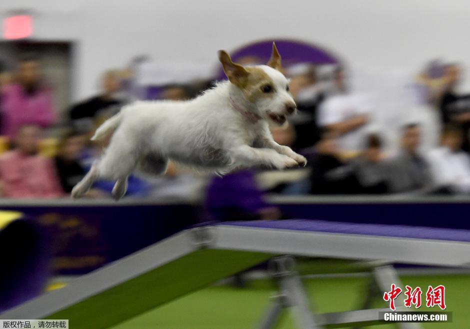 美国威斯敏斯特犬展举行 狗狗比拼技能展示敏捷度
