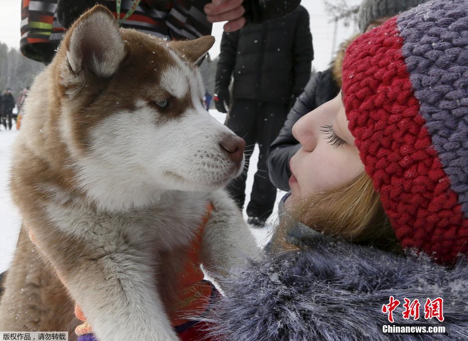 俄罗斯举办狗拉雪橇大赛 哈士奇展现实力