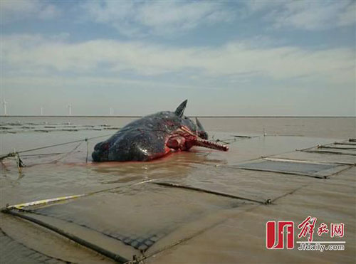 中国专家进入抹香鲸体内 画面血腥恶心令人起敬