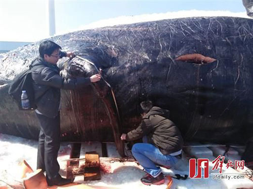 中国专家进入抹香鲸体内 画面血腥恶心令人起敬