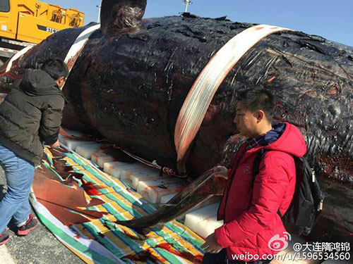 中国专家进入抹香鲸体内 画面血腥恶心令人起敬