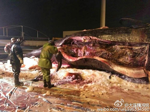 中国专家进入抹香鲸体内 画面血腥恶心令人起敬