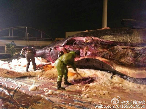 中国专家进入抹香鲸体内 画面血腥恶心令人起敬