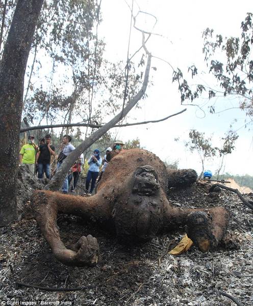 惨不忍睹:印尼发生森林大火猩猩被烧死[8]- 中国日报网
