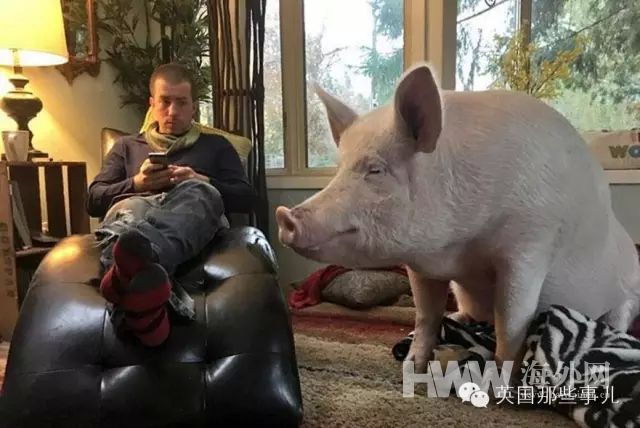 买来的迷你猪竟长成大肥猪 原形毕露让他们崩溃