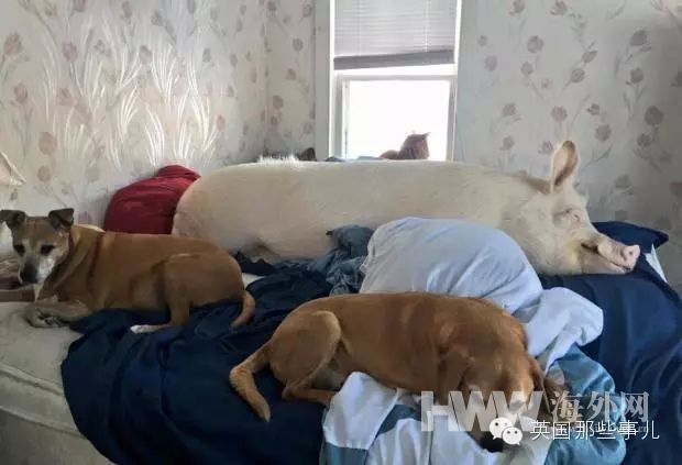 买来的迷你猪竟长成大肥猪 原形毕露让他们崩溃