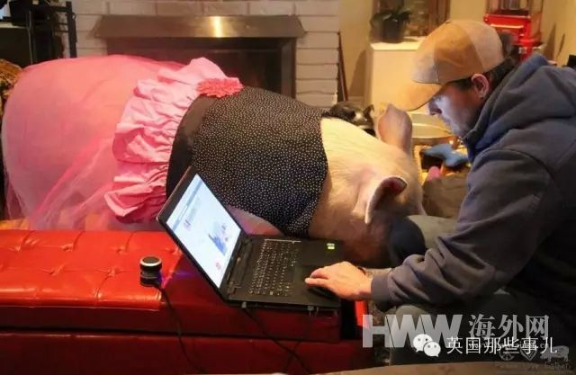 买来的迷你猪竟长成大肥猪 原形毕露让他们崩溃