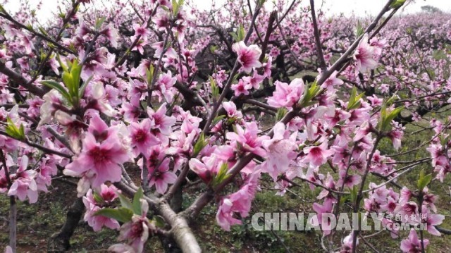 万亩桃花竞相怒放 孝感桃花节迎四方游客[1]