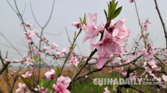 万亩桃花竞相怒放 孝感桃花节迎四方游客[2]