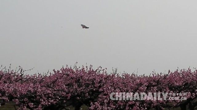 万亩桃花竞相怒放 孝感桃花节迎四方游客[3]