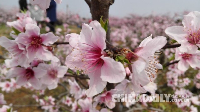 万亩桃花竞相怒放 孝感桃花节迎四方游客[5]