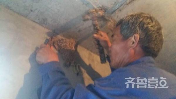 有爱！老农爬梯为燕子加固老巢