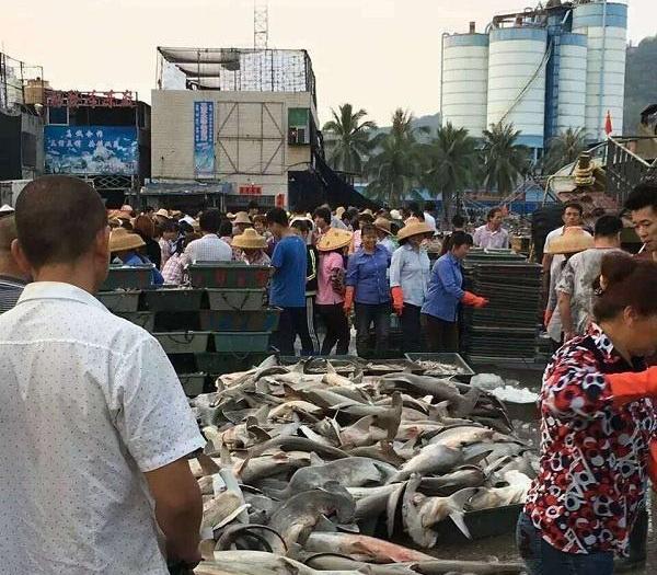 三亚贱卖濒危物种锤头鲨：几块钱一斤