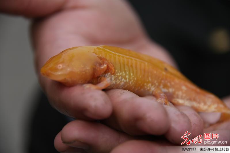 “黄金娃娃鱼”现身郑州金水河？它叫六角恐龙