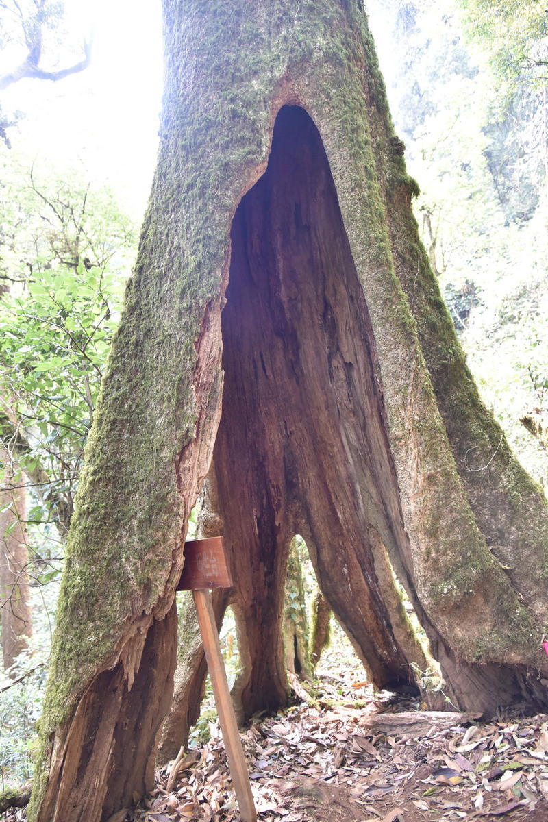 云南"树坚强"树根中空枝繁叶茂
