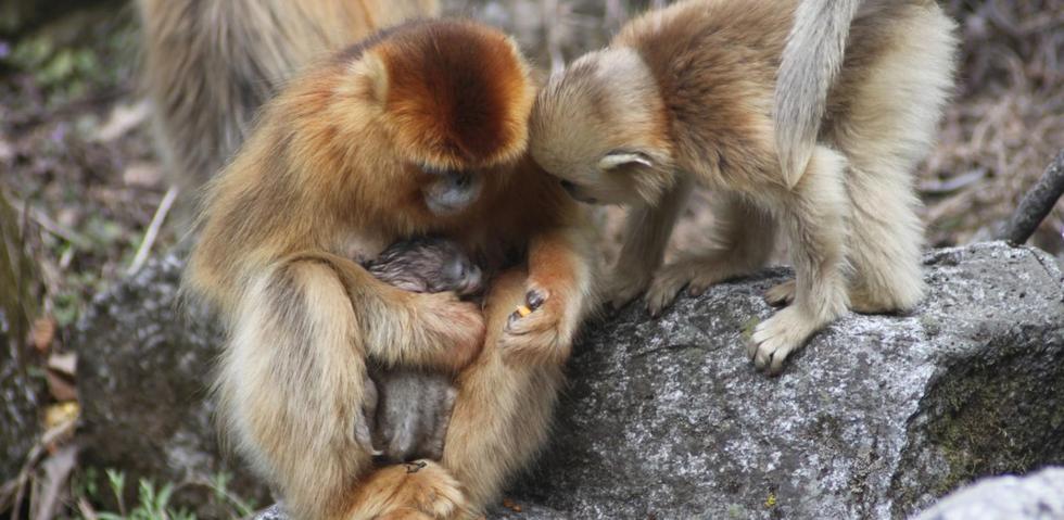 神奇自然！野生猴子分娩也有“助产婆”
