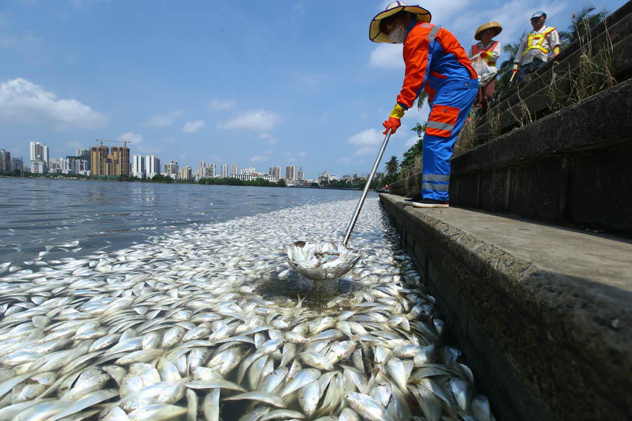 海南海口红城湖现大量死鱼