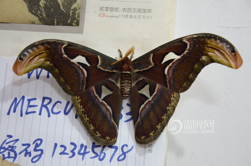 苍南县赤溪镇发现疑似世界上最大种类飞蛾