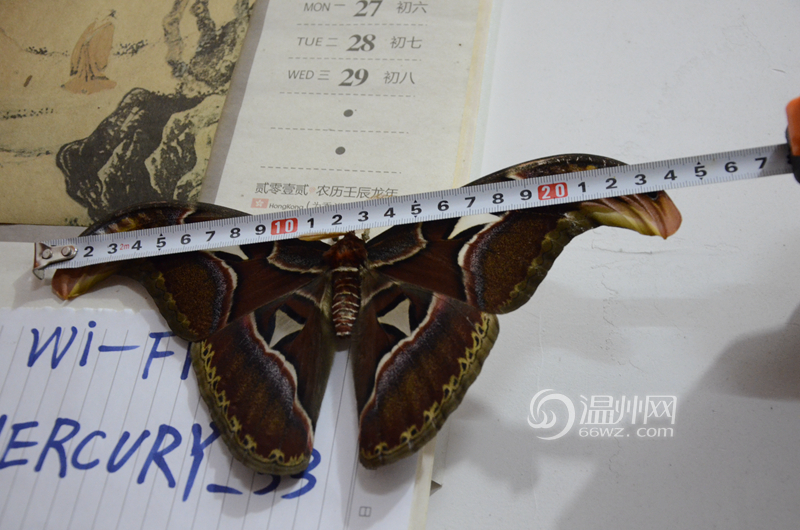 苍南县赤溪镇发现疑似世界上最大种类飞蛾