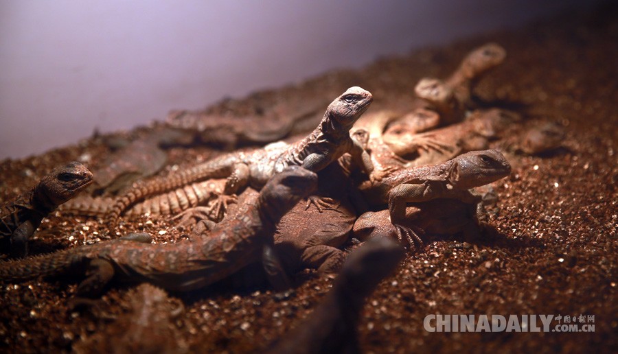 隔离期中的马里王者蜥(中国日报记者邹红)