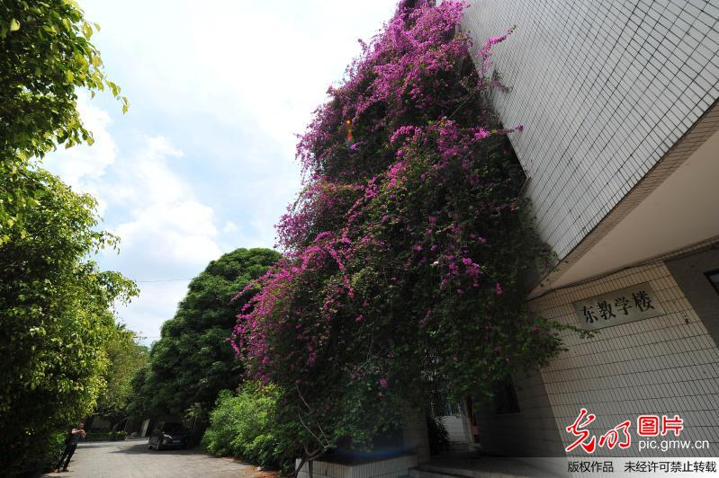 广西一高校20米巨型三角梅似“鲜花瀑布”