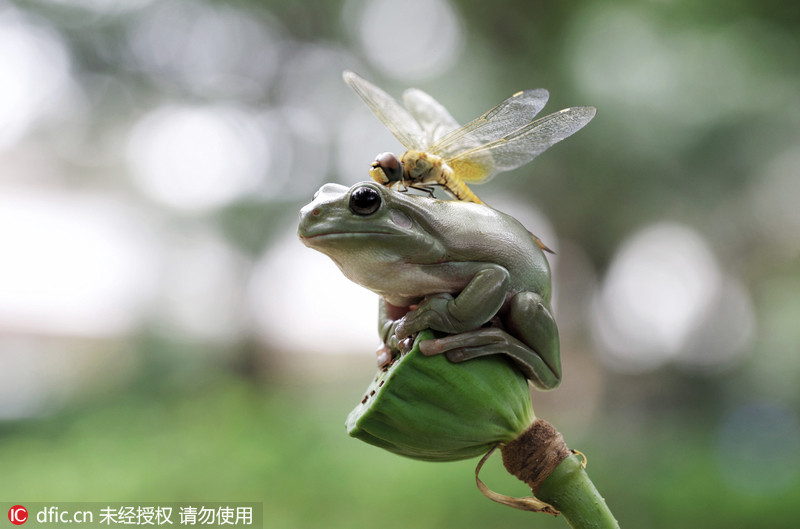 印尼蜻蜓在天敌青蛙头上大胆歇脚