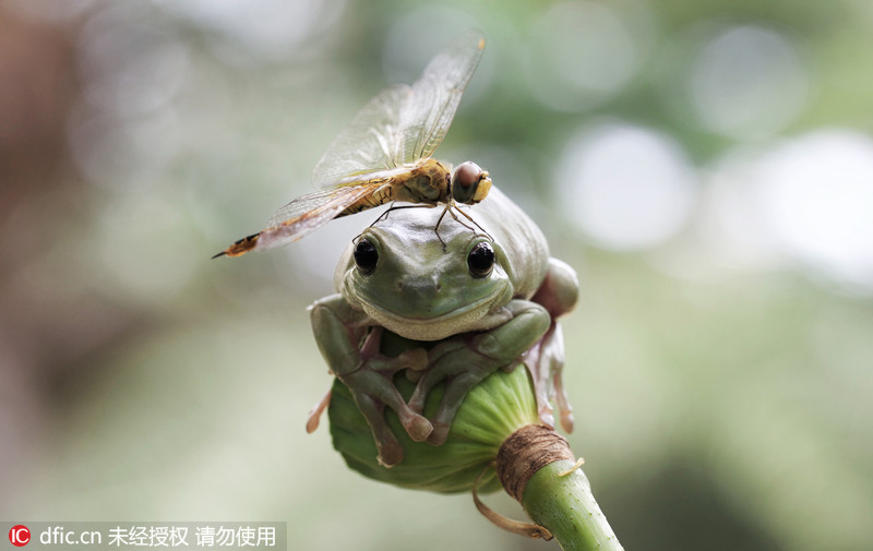 印尼蜻蜓在天敌青蛙头上大胆歇脚