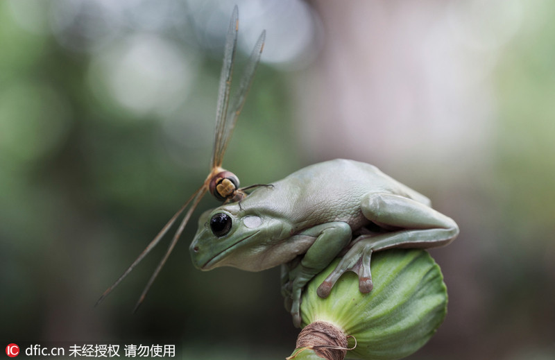 印尼蜻蜓在天敌青蛙头上大胆歇脚