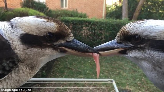 澳两只笑翠鸟为争食物嘴对嘴僵持数小时