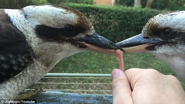 澳两只笑翠鸟为争食物嘴对嘴僵持数小时