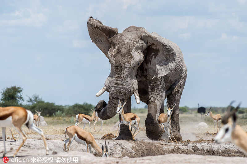 非洲大象闯入黑斑羚群欲独霸水塘