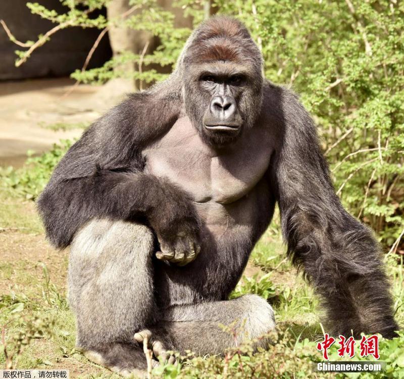 美国动物园为救男童射杀大猩猩 民众鲜花悼念