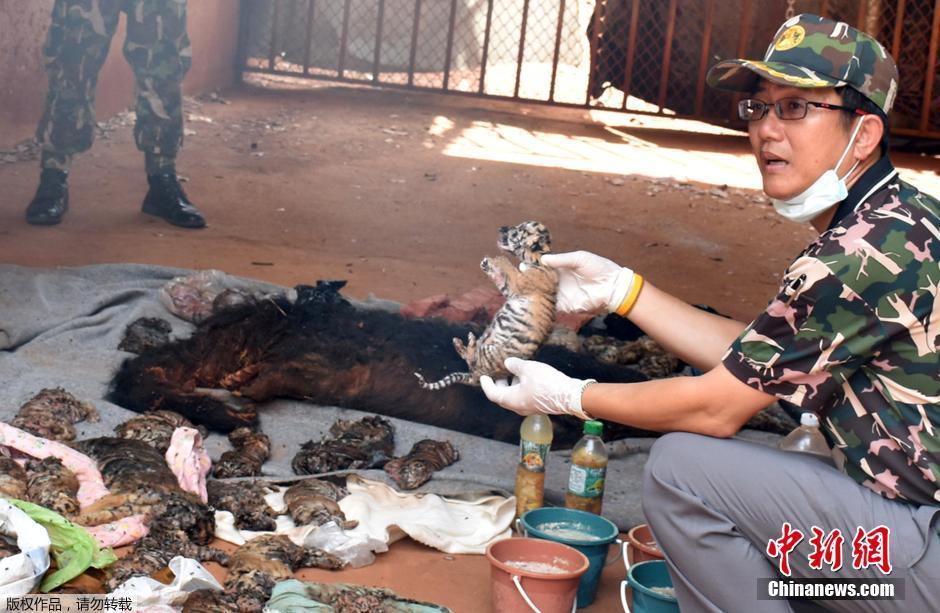 泰国“虎庙”被警方突击检查 老虎幼崽尸体触目惊心